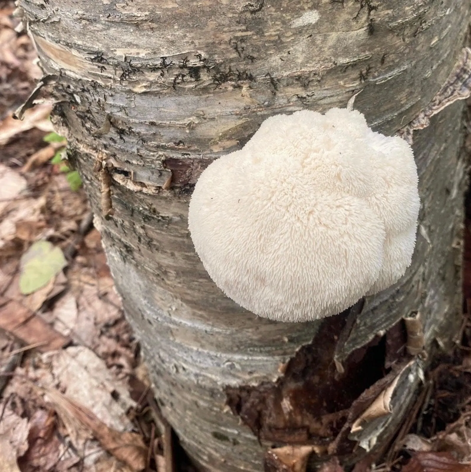 Organic Lion's Mane Mushroom Outdoor Log Growing Kit